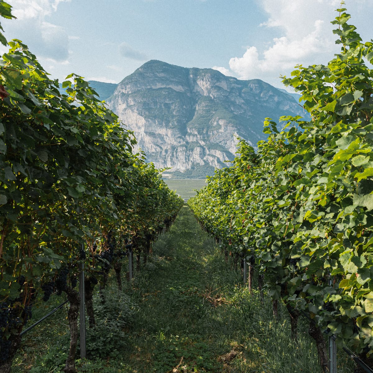 pinot-nero-caratteristiche-e-curiosità-sul-vitigno